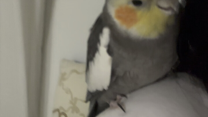 As soon as he heard he had to return to the birdcage, he immediately frowned.