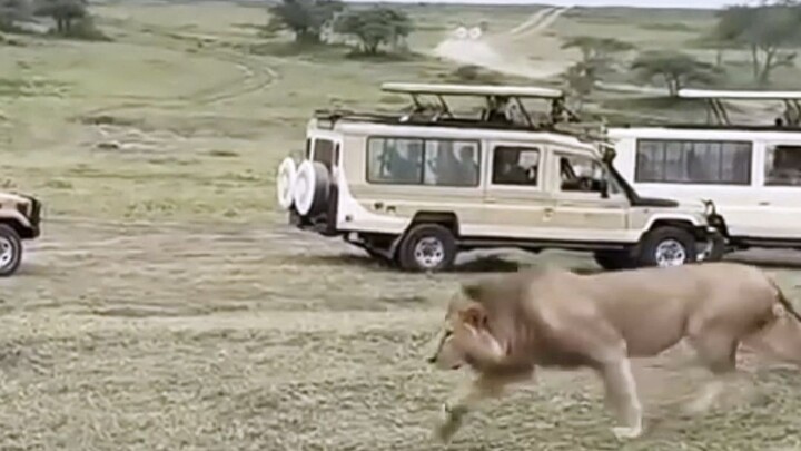 Anak kijang ditangkap singa jantan, tapi si singa jantan punya urusan yang lebih menarik untuk dilak