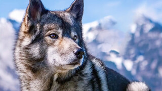 The Handsome Wild Animal- Czech Wolfhound