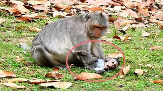 OMG, What Happen Baby?, Look Baby Monkey Was Wrong With His Position, Baby Monkey Fell On Ground
