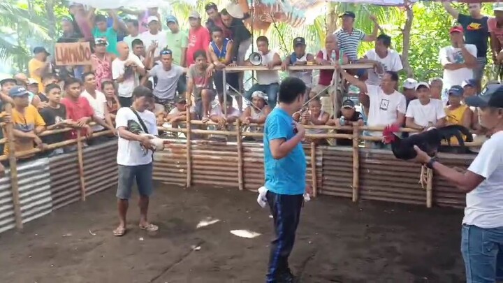 Sabong/Tupada:  Win/TALISAY PATAY RIN!!