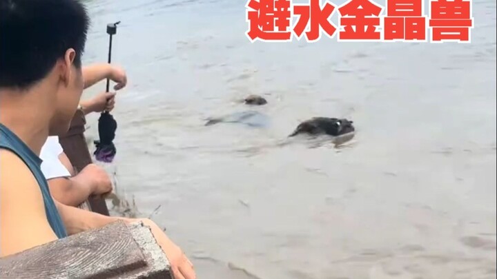 The cows washed down by the flood—this is no joke!