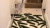 When a cat meets its owner’s cucumber formation