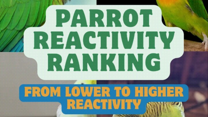 Parrot Reactivity Ranking 🦜 | Which Parrots React the Strongest?