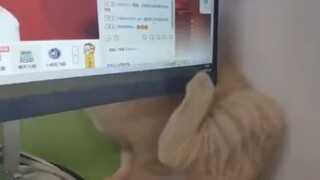 猫：我这爪子怎么还坏了呢...