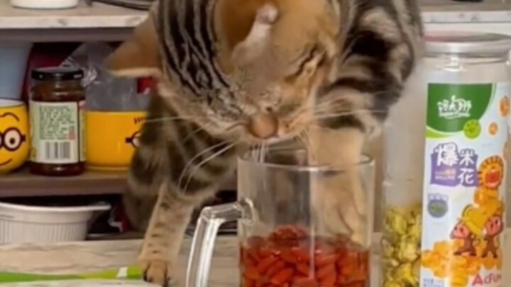 “Is the foodie scene for cats getting this competitive now?”