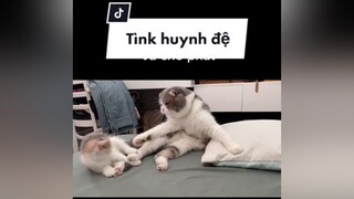 Anh em tương tàn catsoftiktok mèo TikTokTet2022 kitten xuhuongtiktok meow