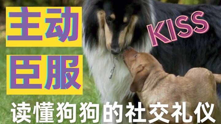 [Dog Language Level 10 Class] This is how dogs show you respect—“Rise up”!