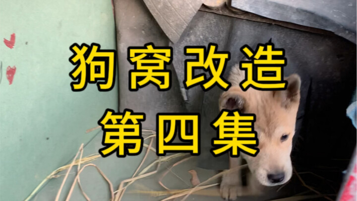 Renovasi Kandang Anjing Episode 4