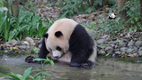Animal|Giant Pandas Playing with Water