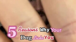 did any of these surprise you? LearnOnTikTok tiktokdogs