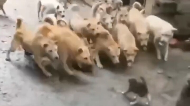 Pertarungan Lidah Melawan Para Cendekiawan