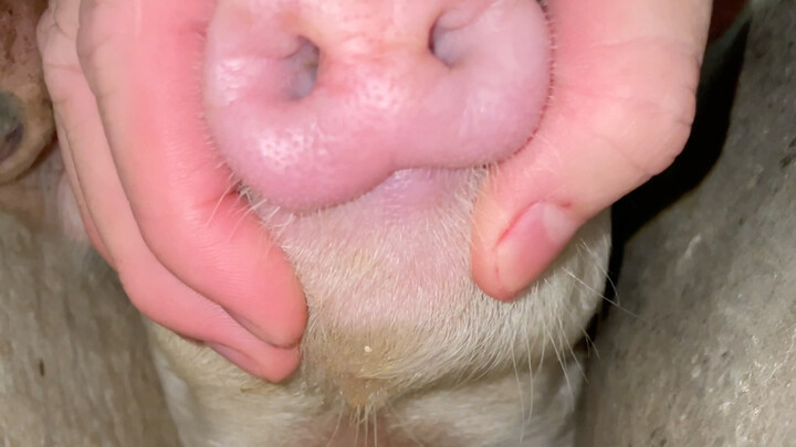 Pigs will definitely bite people, of course.