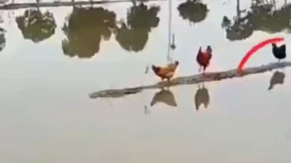 حتى في عالم الحيوان، هناك قادة وحكماء ومتهورون.