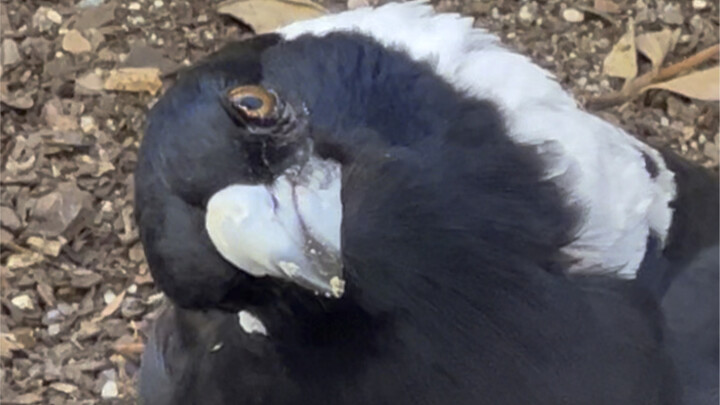 Feeding yucky fruit bread to Australian magpies