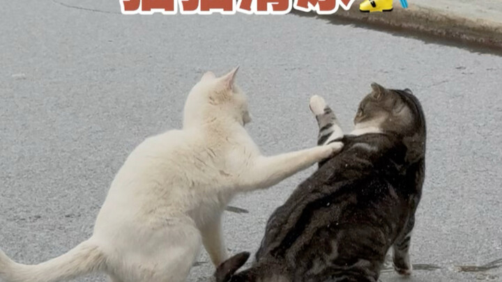 حتى القطط بتحب تلعب التزلج على الجليد، ويبدو أن الشتاء بقى موسمًا مليئًا بالمرح!