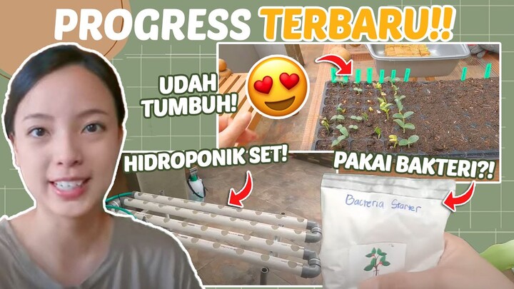 Mulai Bertumbuh! Tanaman Hidroponik, Cabe, Kangkung, Semangka, dll | DnGarden