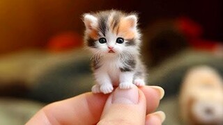 Funny cats here! 😊 10 Minutes of adorable Kittens for a good mood!