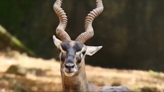 Antelop Saiga (Saiga Tatarica)