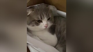 Không biết là có thích cây mát-xa này khum 🥲🤷🏻‍♀️ cat fyp catsoftiktok cutecat