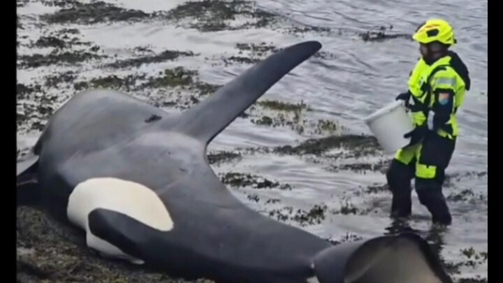 Fun fact: Whales may pretend to be stranded…