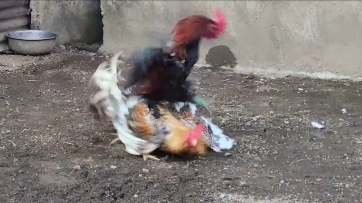 BROODSTAG VS BROODCOCK