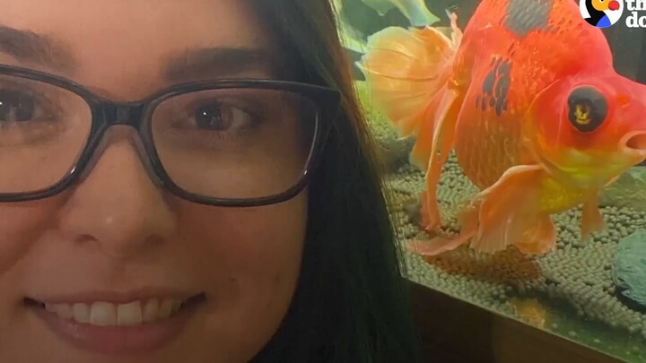 Seekor ikan mas berusia 10 tahun berubah menjadi "jahat" dan hampir mati. Setelah diadopsi oleh seor