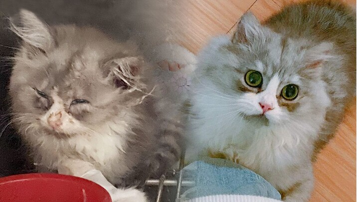 Don’t abandon a sick kitten! It’ll pull through and amaze everyone!