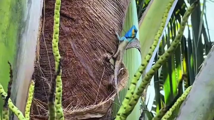 👑✨🌺❄💮🌾🌸✨👑