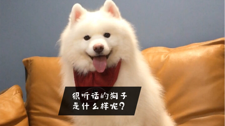 When you have a very obedient dog