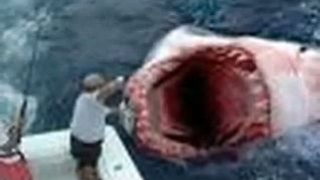 The MEGALODON SHARK