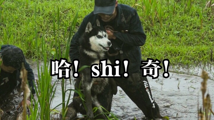 【Lao Feng Yang】Pertempuran Manusia vs Binatang, Siapa yang Jadi Milik Siapa?