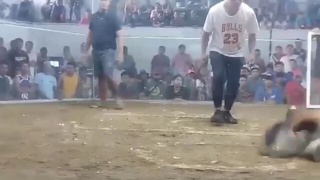 sweater gull x Gilmore. brood cock. 2 hits 🏆