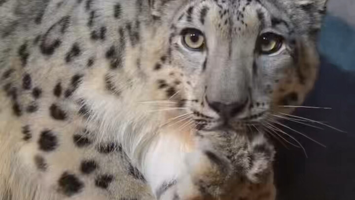A snow leopard wants to eat beef bones too after watching its mom, but all it can do is gnaw on its 