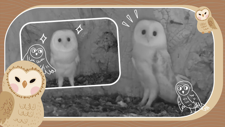 Barn Owl hears a thunder