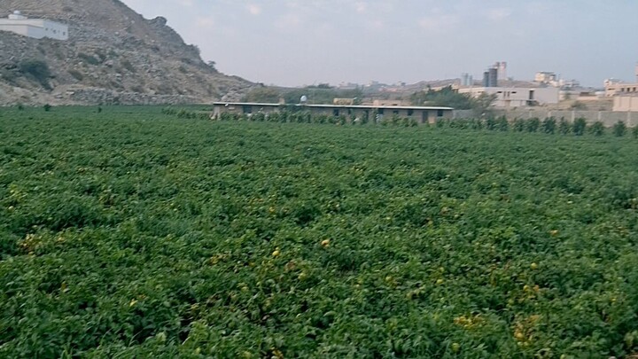 سرسبز و شاداب کھیت 🚜۔