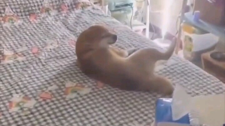 It’s clear that in this relationship, the dog was forced into it.