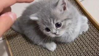 แมวหัวแข็งแค่จะลูบยังไม่ได้ สะบัดหัวหลบหนีน่าขำสุดๆ