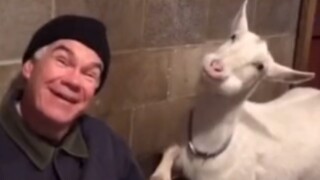 "These Animals Are Curing My Bad Mood"