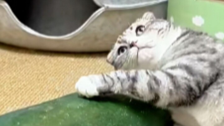 Siapa yang menyangka kalau kucing memeluk labu musim dingin benar‑benar bisa bikin adem