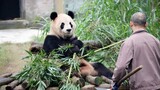 Lan Xiang must be the warmest and most gentle panda I've met. One sweeps calmly, and the other eats calmly. 