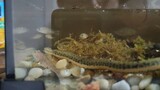 [Rắn nước Trung Quốc] Tôi nhìn thấy một con rắn nước nhỏ đang săn mồi