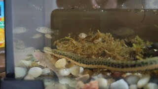 [Ular Air Cina] Saya melihat seekor ular air kecil sedang berburu mangsa