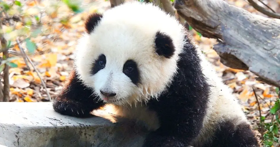 Pandas drop index. Panda Hehua.