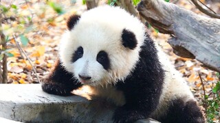 Panda HeHua drinking water