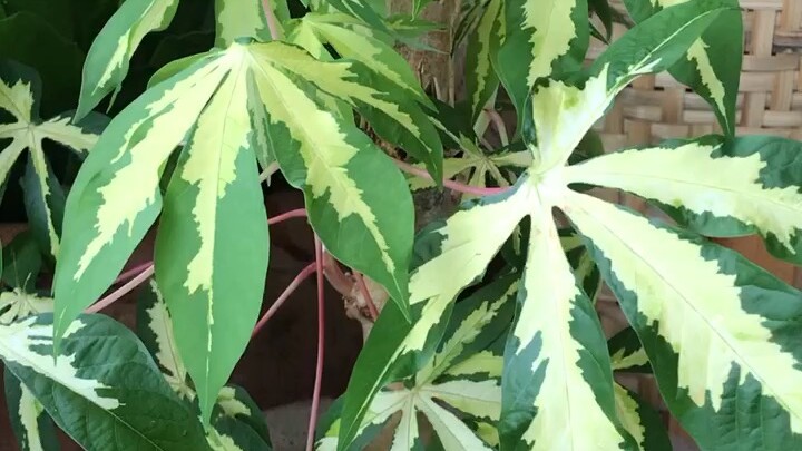 มันด่าง