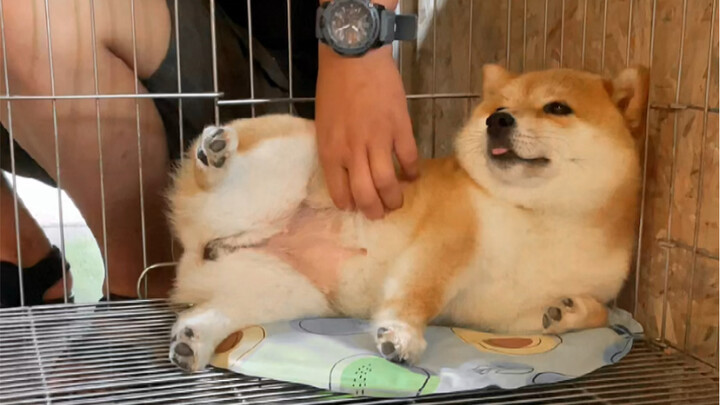 Điềm Điềm: Chỉ cần em đưa tay ra, bụng nhỏ sẽ cho em sờ thôi✨