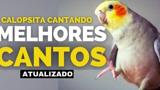 Cockatiel ร้องเพลง THE BEST Cockatiel Corners TO TEACH YOUR CALOPSITA NEW CORNERS