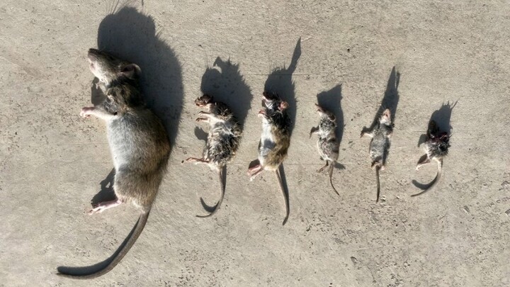 Keluarga tikus dimusnahkan