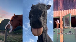 Sometimes horses are crazy